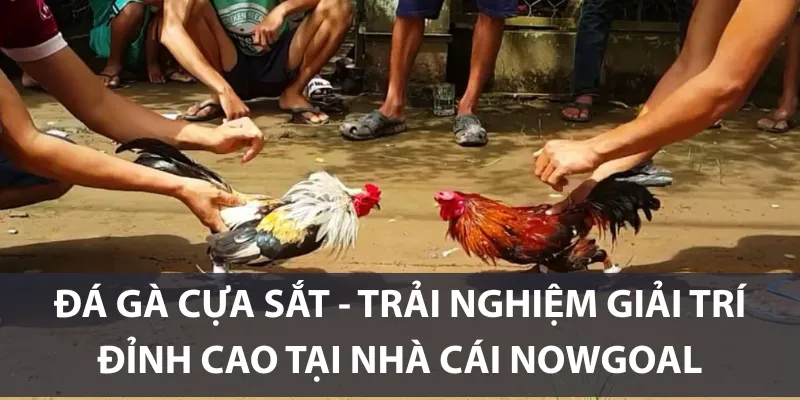 Đá Gà Cựa Sắt - Trải Nghiệm Giải Trí Đỉnh Cao Tại Nhà Cái Nowgoal